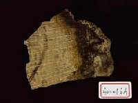 櫟屬化石藏品圖，第2張